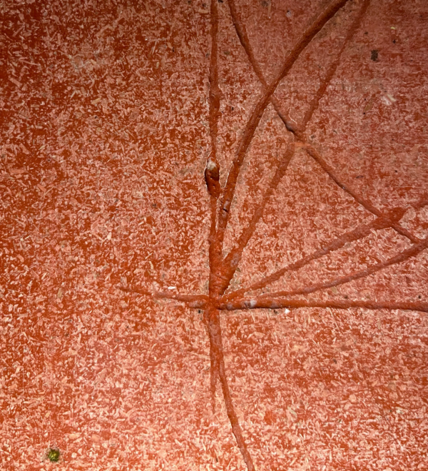 Géométrie Sacrée du Taureau – Image 5